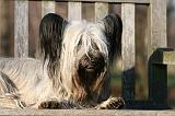 SKYE TERRIER 007